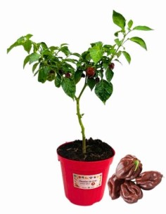 Peperoncino Habanero chocolate vaso diametro 14