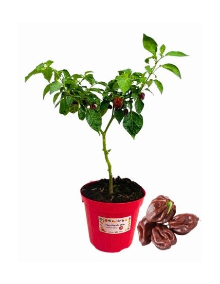 Peperoncino Habanero chocolate vaso diametro 14