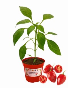 Peperoncino Habanero red vaso diametro 14