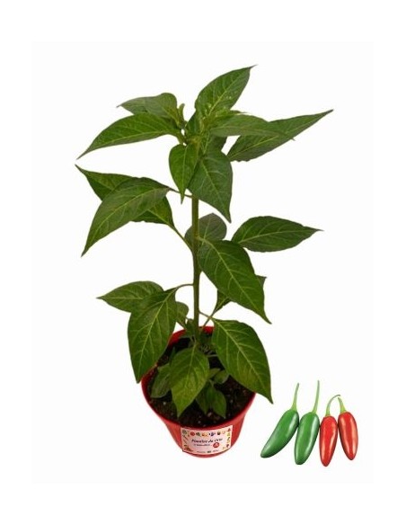 Peperoncino Jalapeno vaso diametro 14