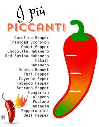 Peperoncino Jalapeno vaso diametro 14