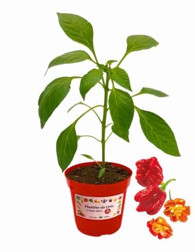 Trinidad Scorpion vaso diametro 14
