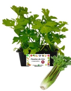 SEDANO ROSSO pack da 6 piante