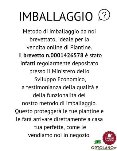 Peperoncino Capezzoli di scimmia vaso diametro 14