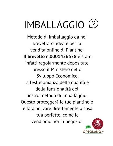 Peperoncino Capezzoli di scimmia vaso diametro 14