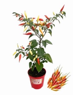 Aji Omnicolor - peperoncino colore e sapore vaso diametro 14