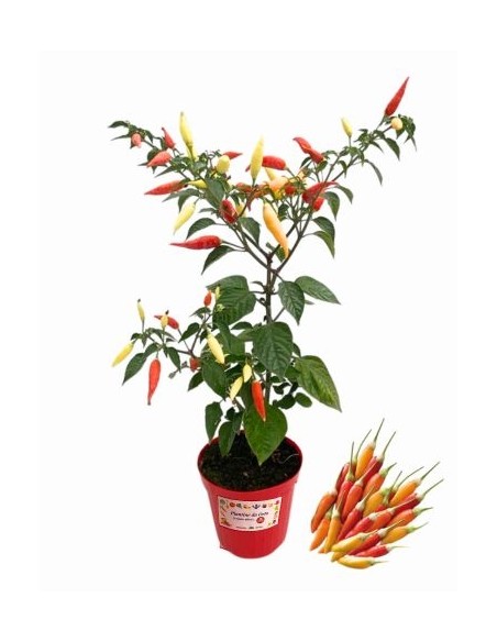 Aji Omnicolor - peperoncino colore e sapore vaso diametro 14