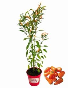 Peperoncino cornuto arancione vaso diametro 14