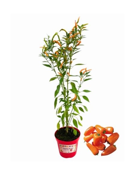Peperoncino cornuto arancione vaso diametro 14