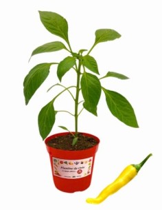 Peperoncino Hot lemon vaso diametro 14