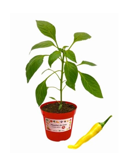 Peperoncino Hot lemon vaso diametro 14