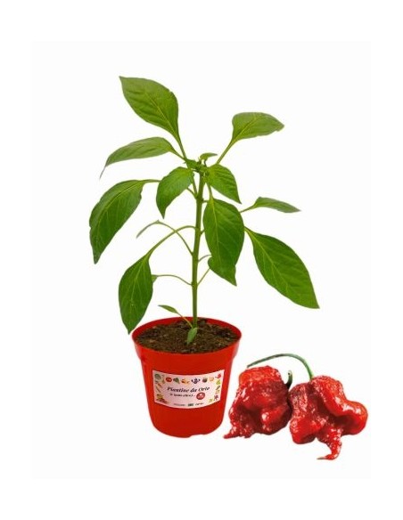 Peperoncino Carolina Reaper vaso diametro 14
