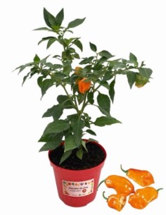 Peperoncino Habanero Peach vaso diametro 14
