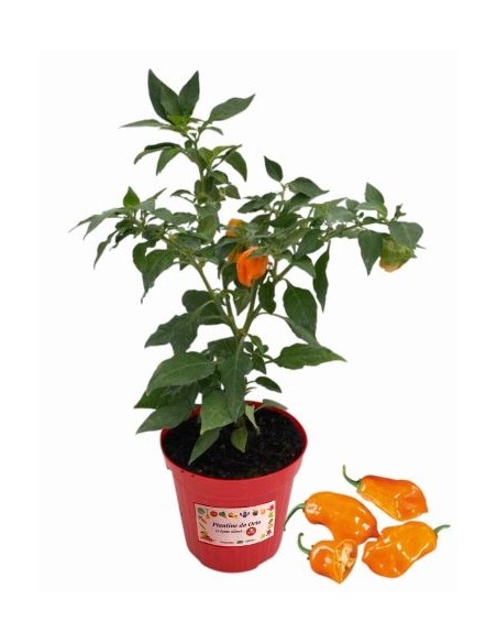Peperoncino Habanero Peach vaso diametro 14