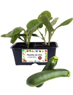 Zucchino pack da 4 piante