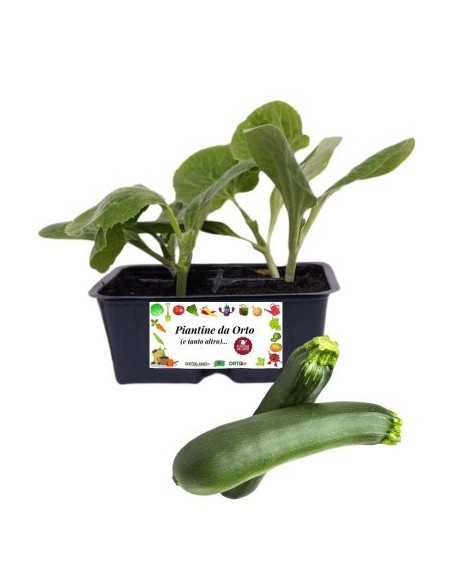 Zucchino pack da 4 piante
