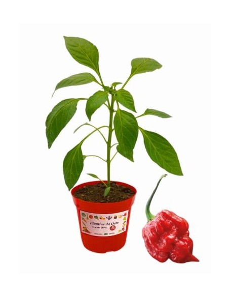 Trinidad Moruga Scorpion vaso diametro 14