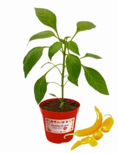 Peperoncino Gentile (Beni Highlands) ALLEGRIA vaso...