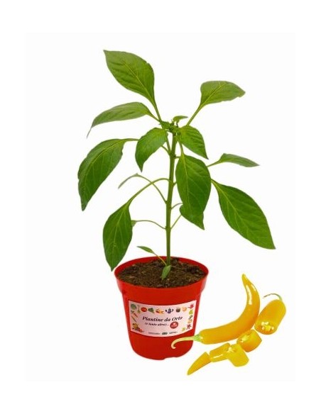 Peperoncino Gentile (Beni Highlands) ALLEGRIA vaso diametro 14