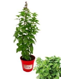 Basilico artico vaso diametro 14