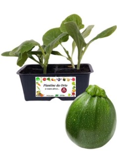 Zucchino tondo pack da 4 piante