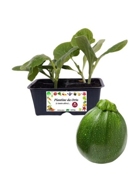 Zucchino tondo pack da 4 piante