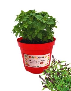 Basilico cannella vaso diametro 14