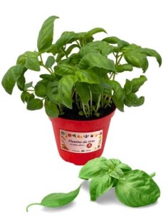 Basilico (vaso diametro 14)