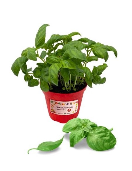 Basilico (vaso diametro 14)