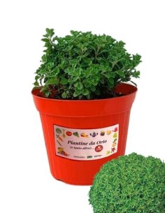 Basilico greco vaso diametro 14