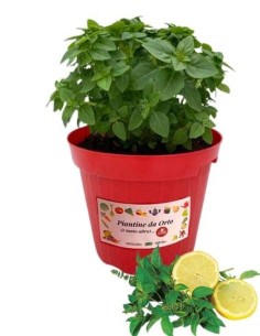 Basilico limone vaso diametro 14