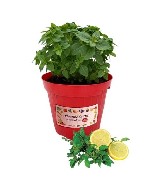 Basilico limone vaso diametro 14