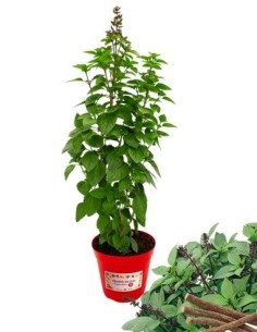 Basilico liquirizia vaso diametro 14