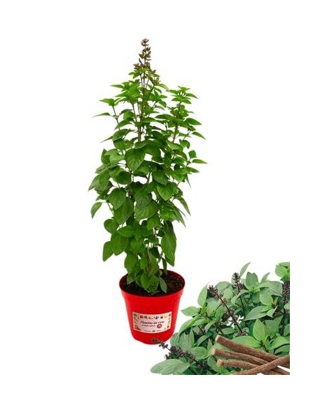 Basilico liquirizia vaso diametro 14