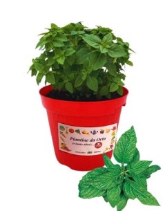 Basilico menta vaso diametro 14