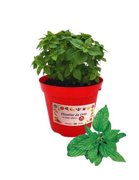 Basilico menta vaso diametro 14