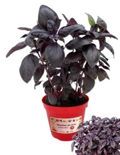 Basilico rosso vaso diametro 14