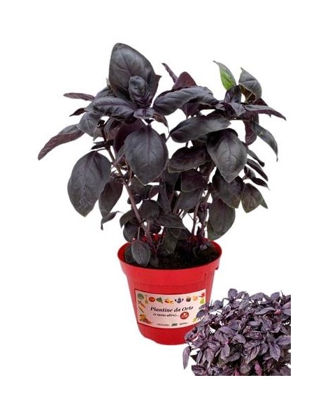 Basilico rosso vaso diametro 14