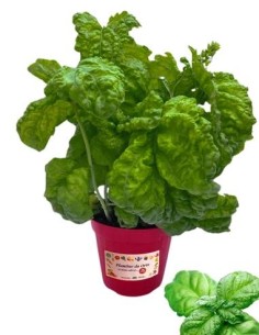 Basilico foglia di lattuga vaso diametro 14