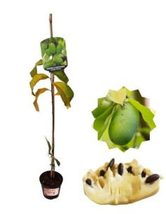 ASIMINA TRILOBA (banana di montagna)