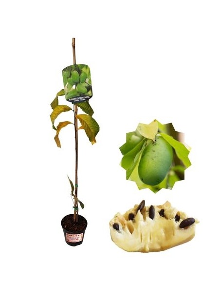 ASIMINA TRILOBA (banana di montagna)