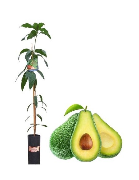 Avocado
