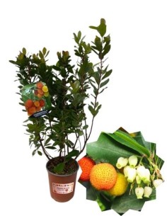 Corbezzolo - Arbutus unedo