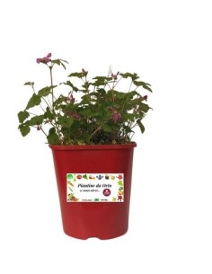 Pianta dell'immortalità