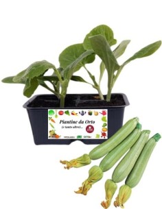 Zucchino chiaro pack da 4 piante