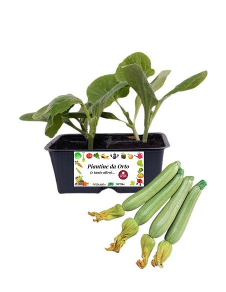 Zucchino chiaro pack da 4 piante