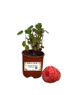 Lampone fragola