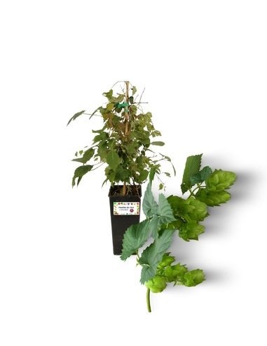 Luppolo - humulus lupulus