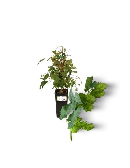 Luppolo - humulus lupulus