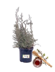 Manuka (pianta mellifera)
